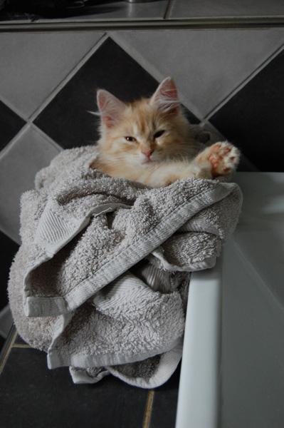 auch nicht schlecht.jpg